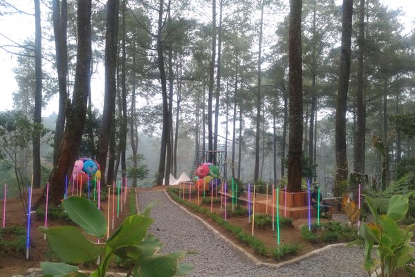 Menikmati Hutan Anggrek dan Pinus di Orchid Forest