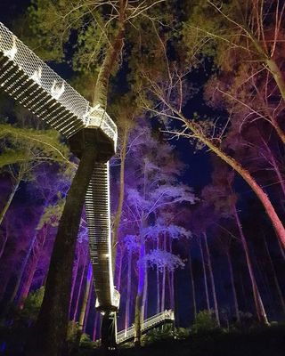 Menikmati Hutan Anggrek dan Pinus di Orchid Forest