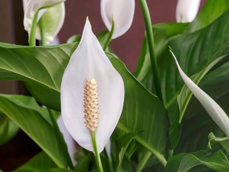 peace lily bisa menjadi tanaman untuk membersihkan polusi