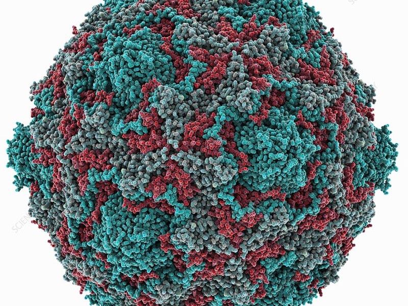 penyakit echovirus