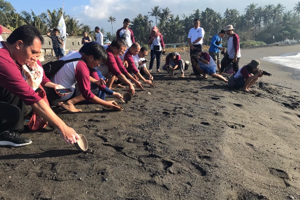 Melestarikan Penyu di Bali Bersama Saba Asri