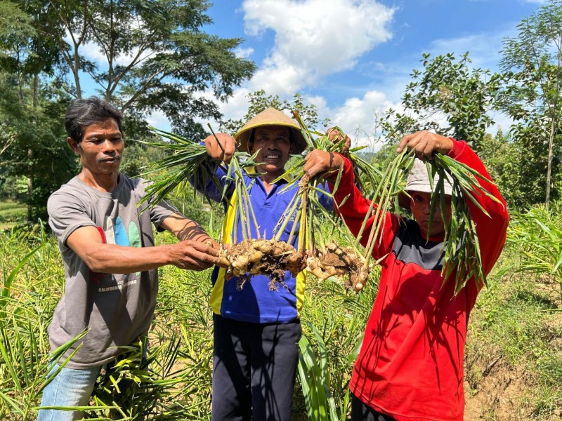 Para petani di Desa Devisa Jahe Gajah menunjukkan hasil panennya di Pacitan, Kamis (16/5/2024) / BISNIS - Jessica Gabriela Soehandoko