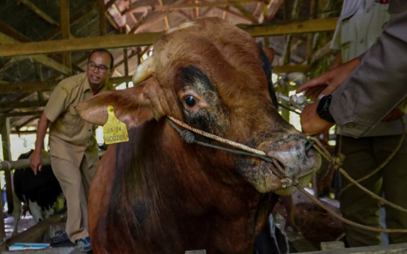 Mengenal Sapi Limosin, Hewan Kurban Kekar Favorit Pejabat