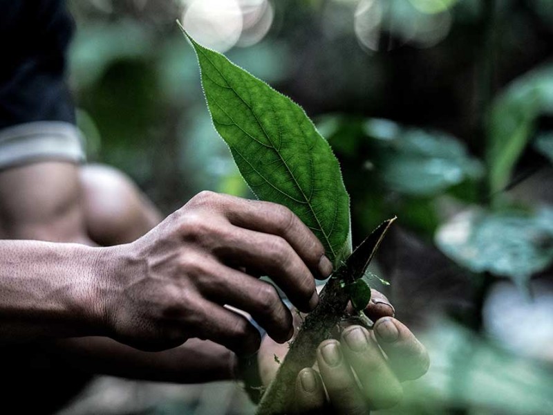 Inilah Suku Pemburu dan Peramu Terakhir di Kalimantan