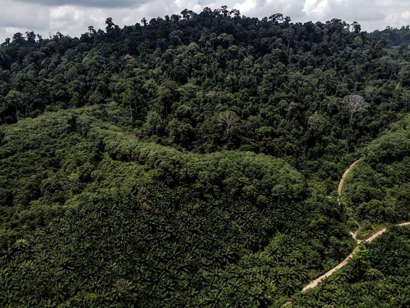 Inilah Suku Pemburu dan Peramu Terakhir di Kalimantan