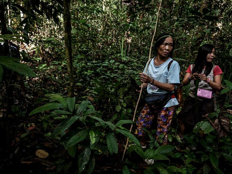 Inilah Suku Pemburu dan Peramu Terakhir di Kalimantan