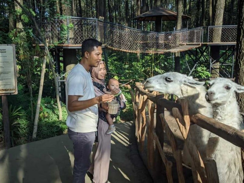 Menikmati Asyiknya Feeding Gajah dan Jerapah di Taman Safari Prigen