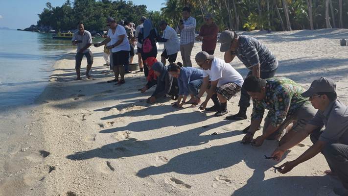 Wisata Konservasi : Menyaksikan Penyu Hijau Bertelur di Pulau Pahat