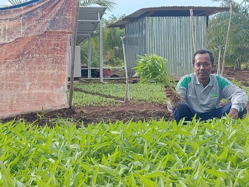 Pak Tumin (kanan) petani di Desa Batang Duku Bengkalis saat menanam kangkung di lahan gambut dengan menerapkan pertanian berkelanjutan dan tanpa bakar. JIBI