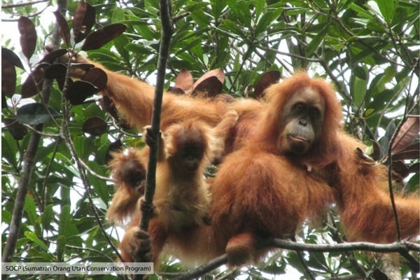 Unik, Muncul Orangutan Tapanuli Kembar. Begini Penampakannya