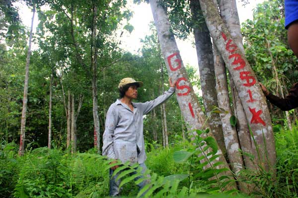 Potensi Gaharu di Kutai Kartanegara Sangat Menjanjikan