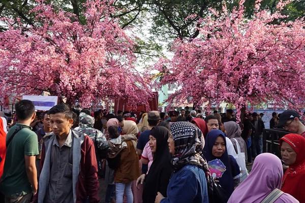 Festival Sakura Matsuri Kembali Digelar di Lippo Cikarang