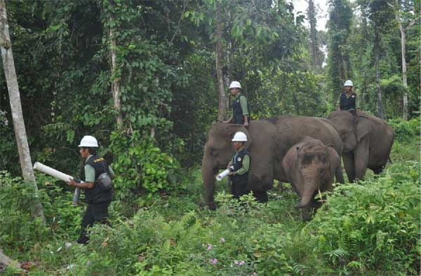 Mengajak Gajah menjaga Perdamaian