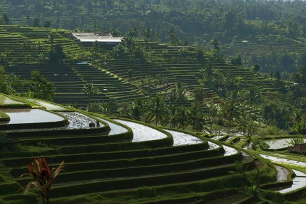 OBAMA BERLIBUR KE BALI : Ini yang Bikin Obama Kepincut Jatiluwih