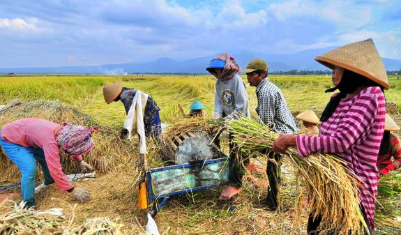 Impor Beras Saat Panen Raya, Petani Miskin dan Menangis