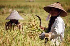 Harga Beras Di Penggilingan Masih Naik