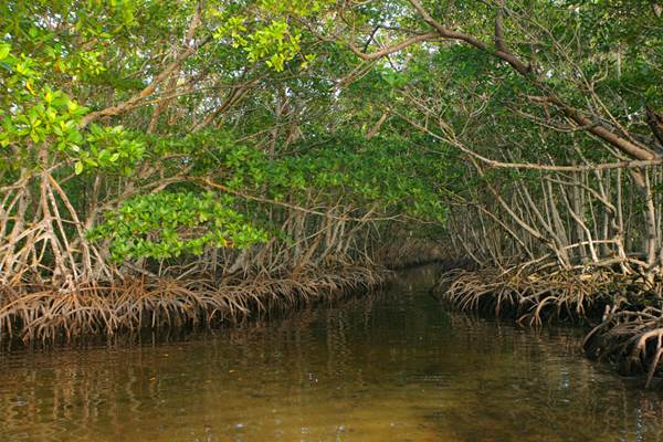 Taman Nasional Sembilang Jadi Cagar Biosfer