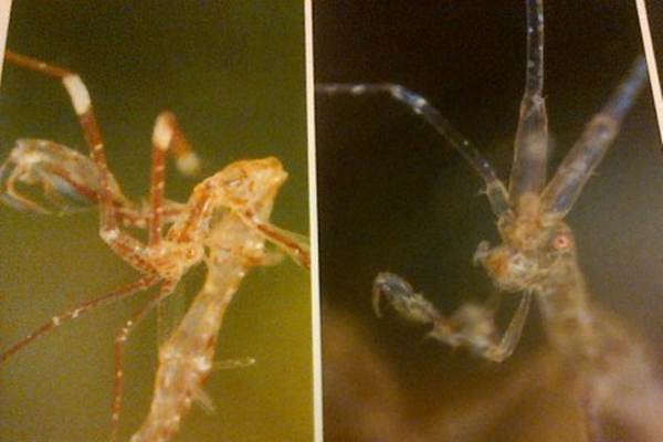 Pantai Lembata Surga Biota Laut