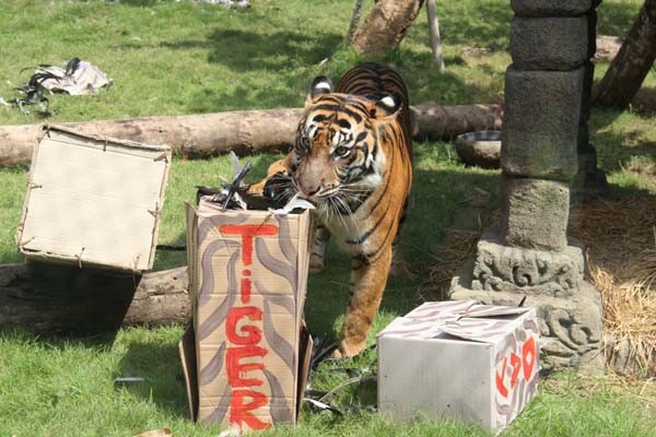 Imutnya Tingkah Tiga Anak Harimau Kembar Ini saat Memakan Daging untuk Pertama Kalinya