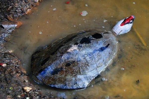 Kura-kura Eksotis dari Kalsel, Tuntong Laut, di Ambang Kepunahan