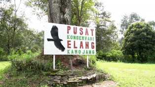 Melestarikan Elang di Wilayah Geothermal Kamojang