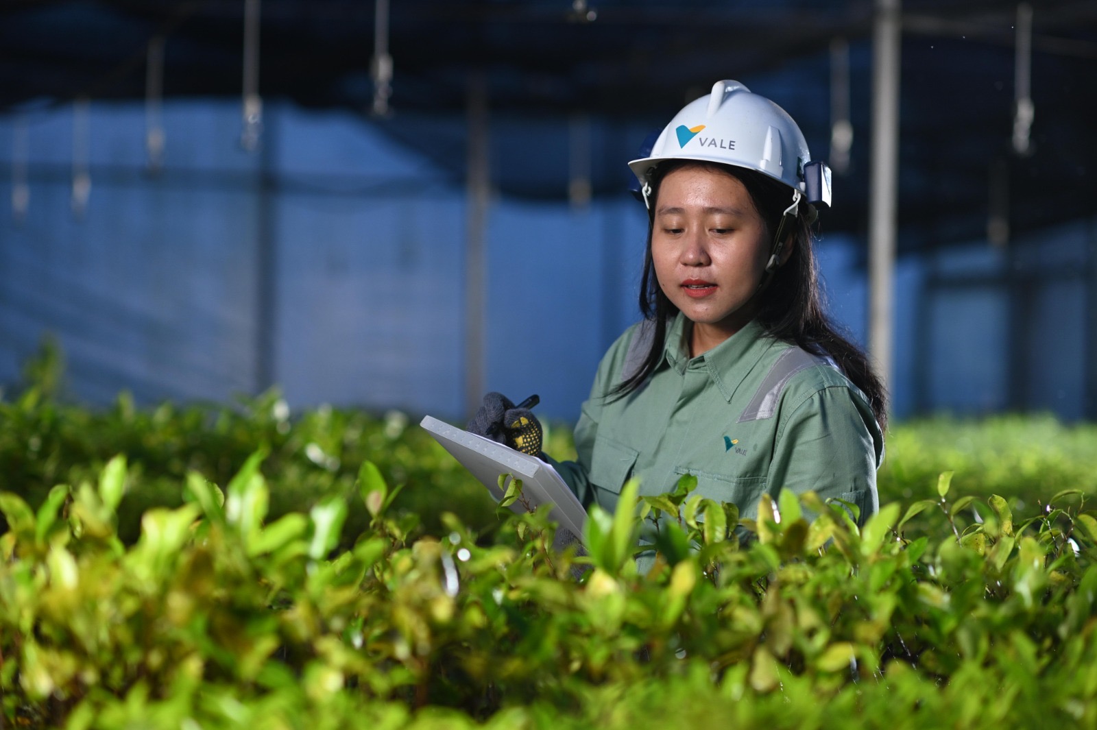 Proses monitoring pembibitan tanaman di fasilitas Nursery PT Vale Indonesia yang nantinya akan ditanam untuk merehabilitasi lahan bekas tambang. Di fasilitas pembibitan modern ini mampu menampung 700.000 bibit per tahun.