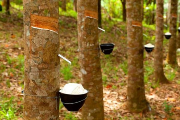 Naik Turun Harga Karet Sepanjang 2018
