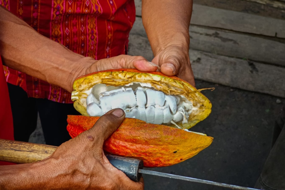 Mengikis Paradigma 'Kami Tanam, Nanti Tuhan Tolong' Petani Kakao Desa Watunggong