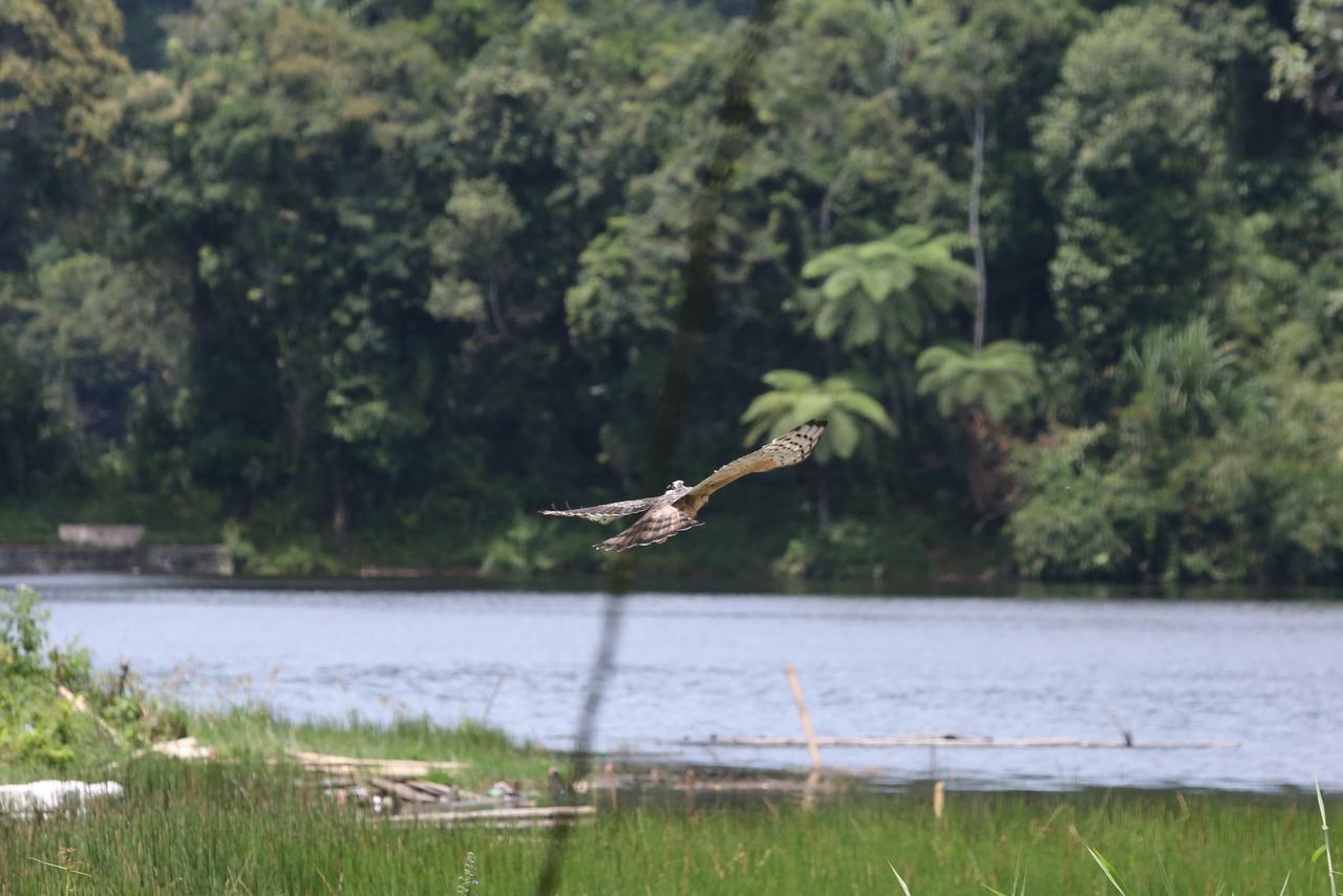 Kolaborasi Djarum Foundation-Burung Indonesia Perkuat Konservasi Elang Jawa di Muria