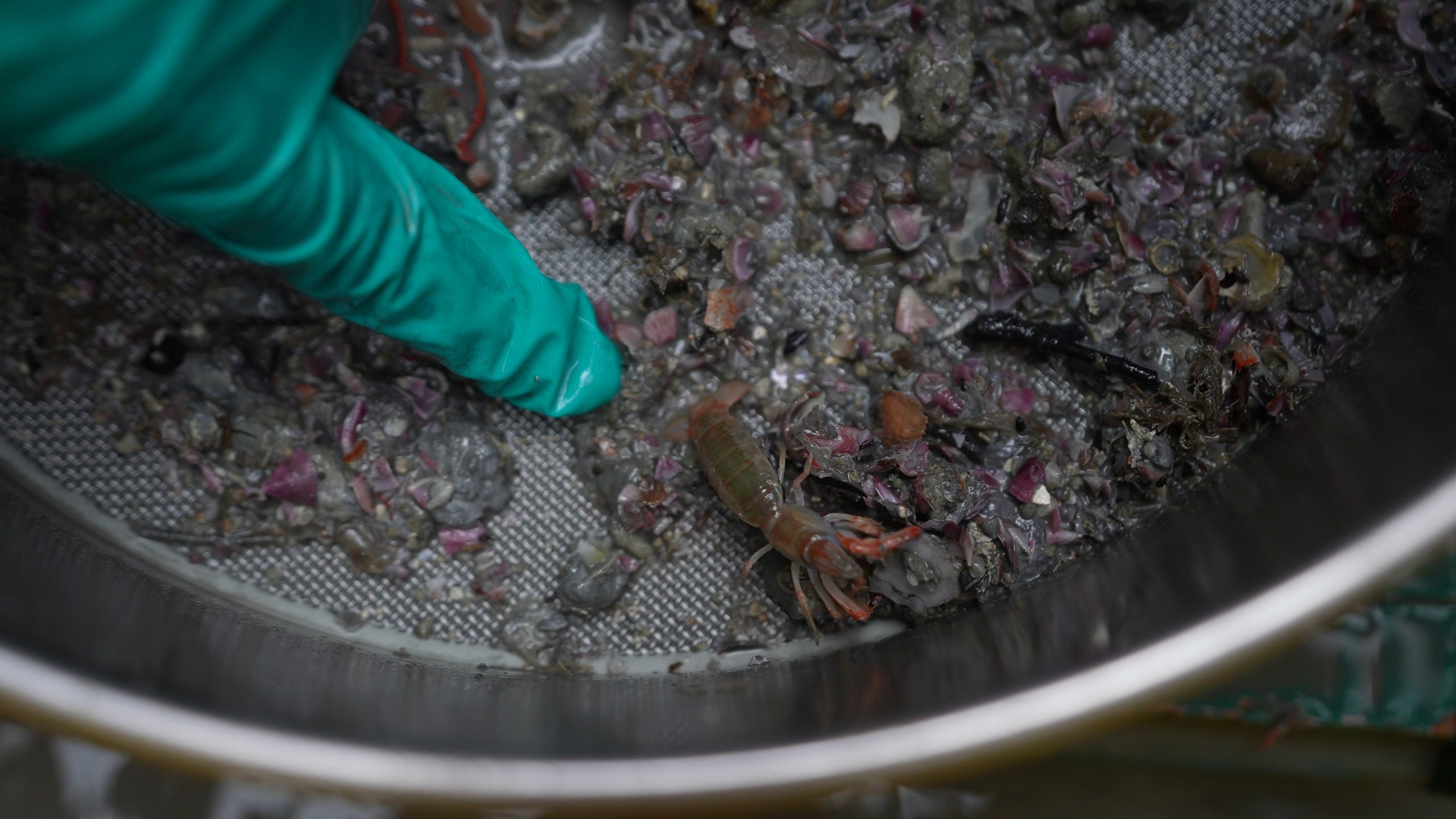 Studi Rekolonisasi AMMAN Tunjukkan Tren Positif Ekosistem Laut