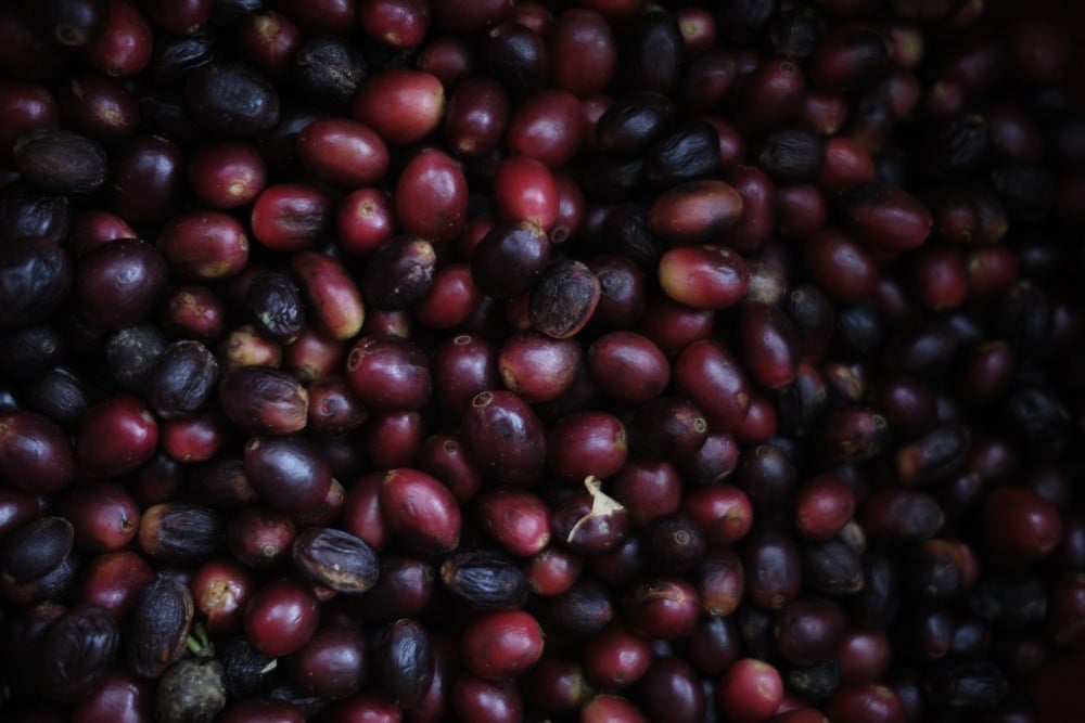 Gambar close-up tumpukan buah kopi saat panen. Bloomberg/Mauricio Palos