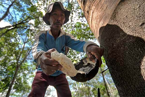 Petani karet mengambil getah di pohon