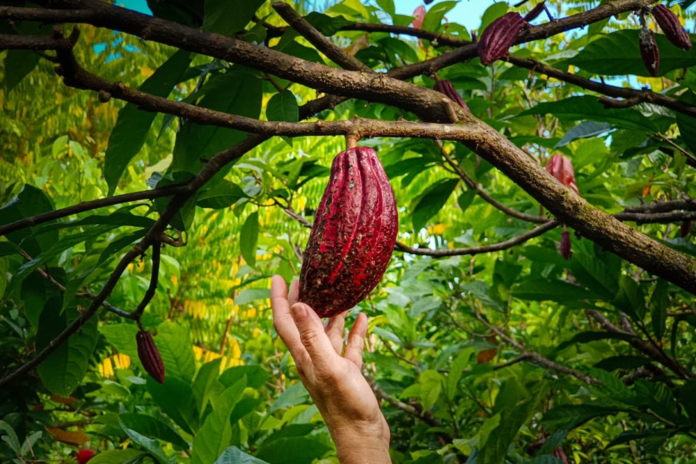 Mengikis Paradigma 'Kami Tanam, Nanti Tuhan Tolong' Petani Kakao Desa Watunggong