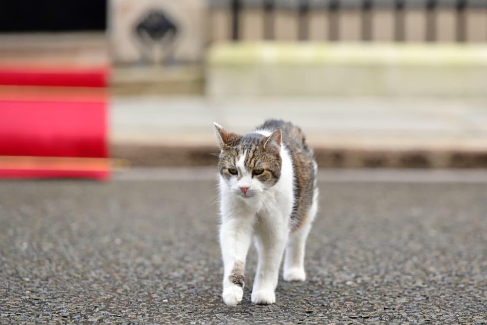 Larry The Cat. Dok BPMI Setpres