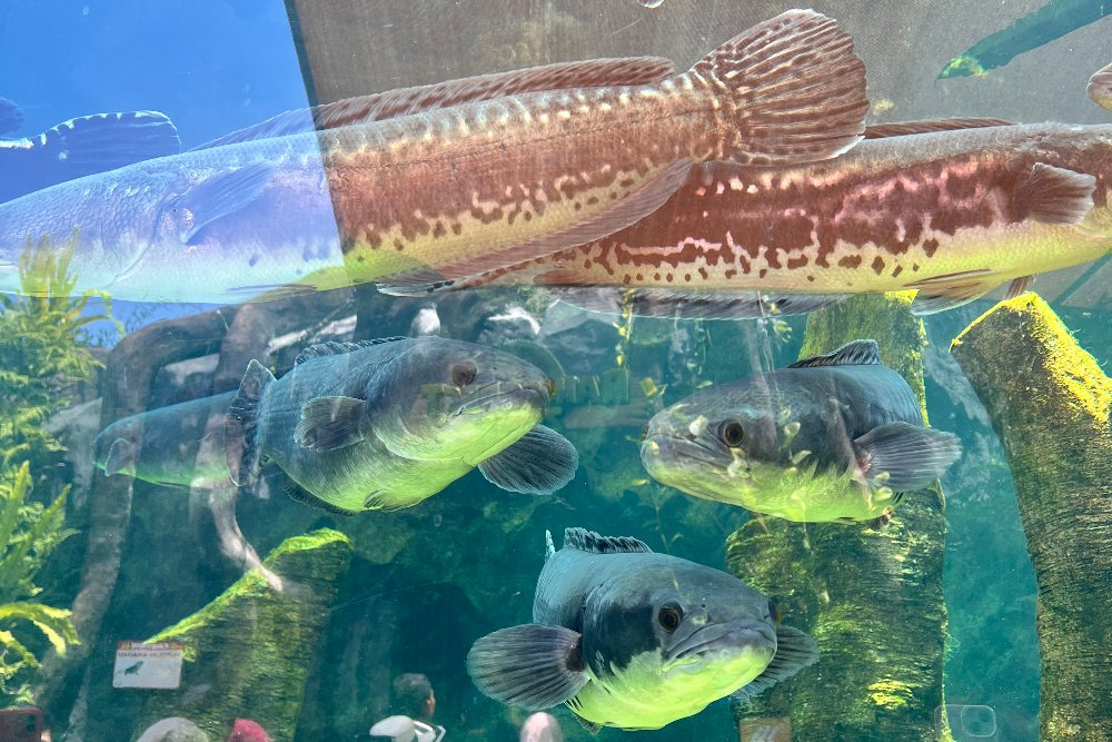 Akuarium ikan air tawar di The River Zone, Marine Safari Bali (MSB), Gianyar, Bali. JIBI/Feni Freycinetia F. 