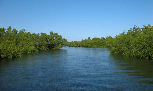 pulau mantehage - hutan bakau