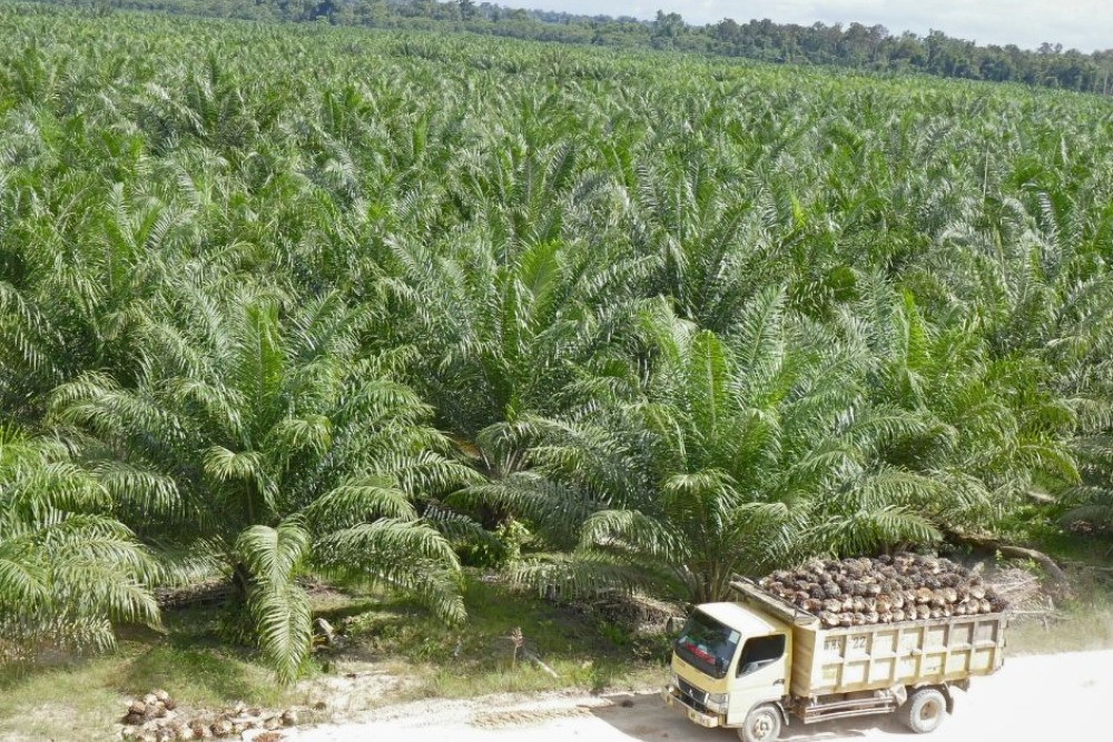 Kebun kelapa sawit