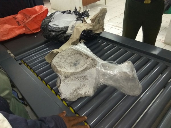 Bea Cukai Kupang Gagalkan Impor Ilegal Tulang Paus